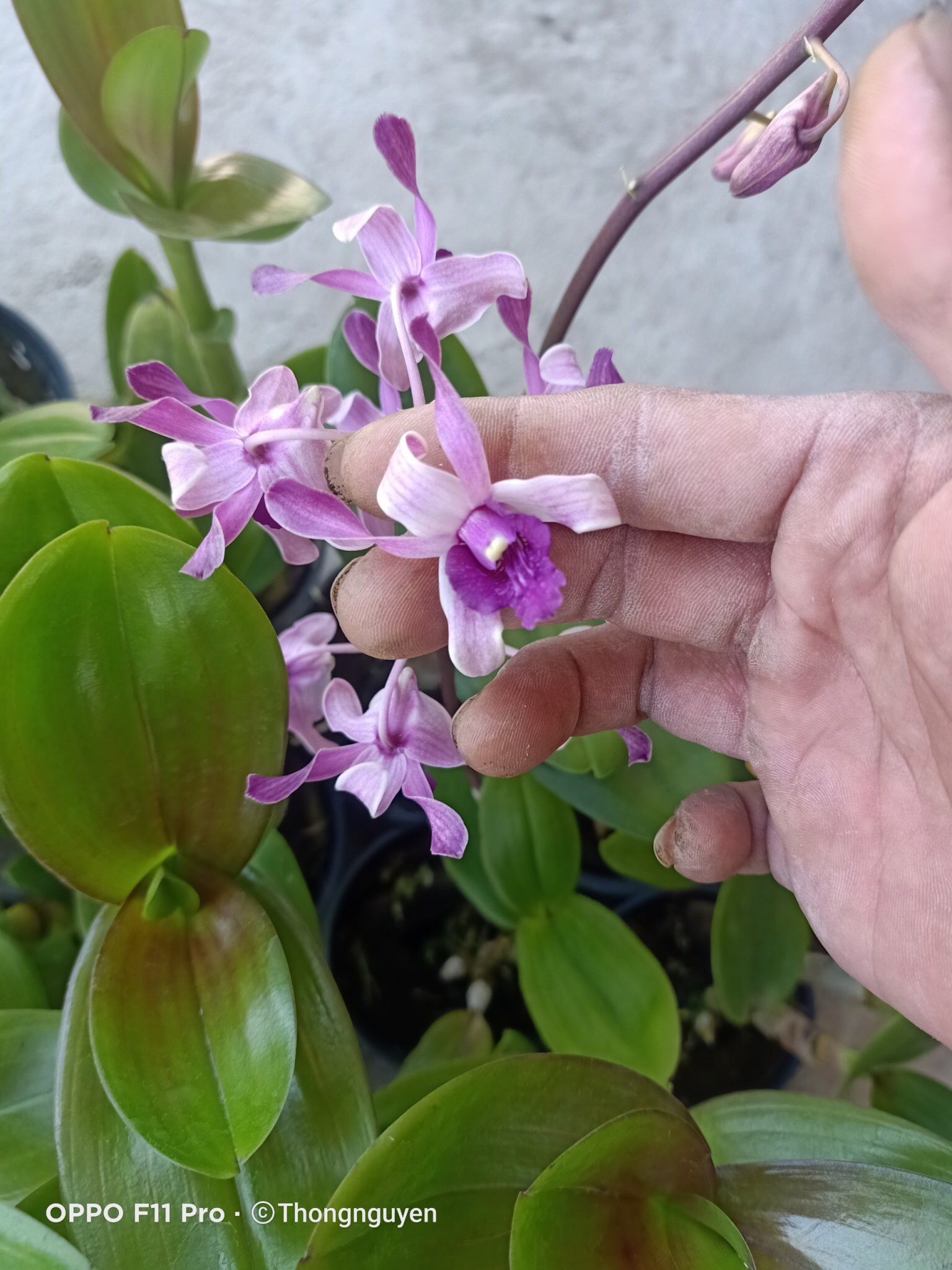 Combo 4 cây Denro nắng thơm