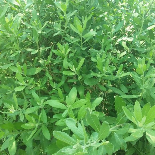 CÂY  CÚC TẦN (CÂY ĐẠI BI , CÂY TỪ BI XANH)- CÂY GIỐNG