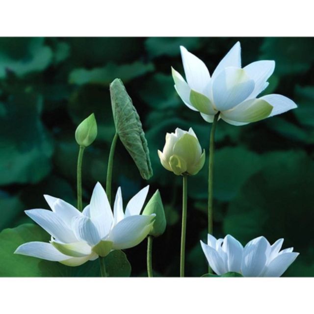 MJ76 Hạt Giống Hoa Sen Trắng - 4 Hạt