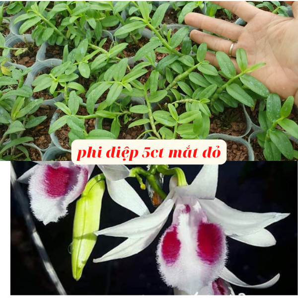 Phi điệp 5ct mắt đỏ hàng cây giống to khỏe mập dể chăm sóc chiều cao 10 cm