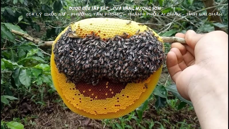 MẬT ONG RỪNG NGUYÊN CHẤT (Mật ong khoái, Mật ong ruồi, Mật ong đá) TÂY BẮC (Đã vắt - 1 lít)