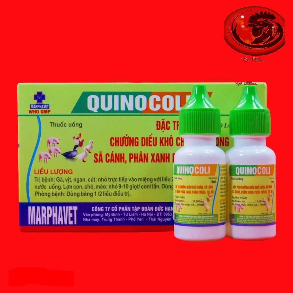 QUINOCOLI phân xanh, trắng cho gà đá 1 HỘP 10 LỌ