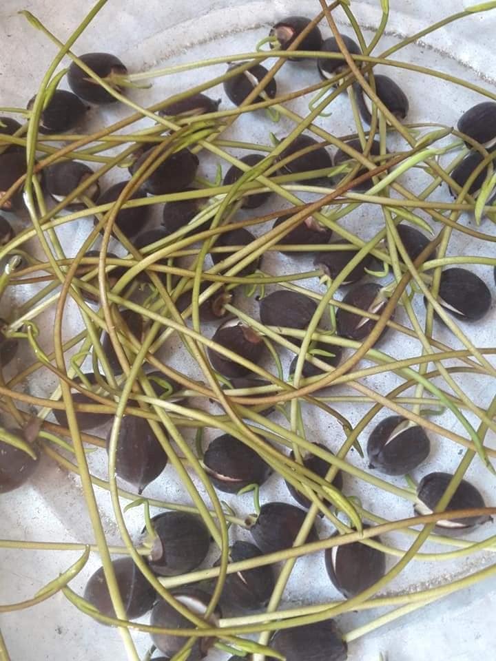 50 Hạt giống sen nhật Mini mix màu