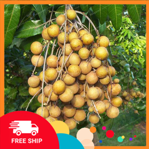 Cây NHÃN LỒNG SỚM HƯNG YÊN ghép, cây giống chuẩn, siêu quả, ngon ngọt