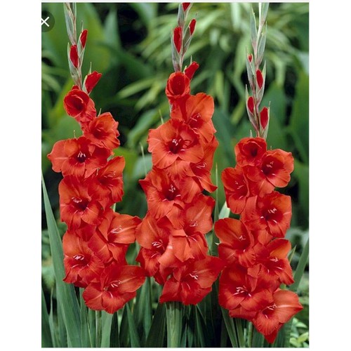 Combo 10 củ giống hoa lay ơn đỏ