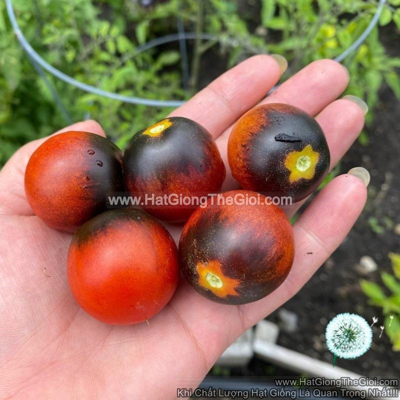 0.1gr 45.hạt hạt giống cà chua siêu đen tg219
