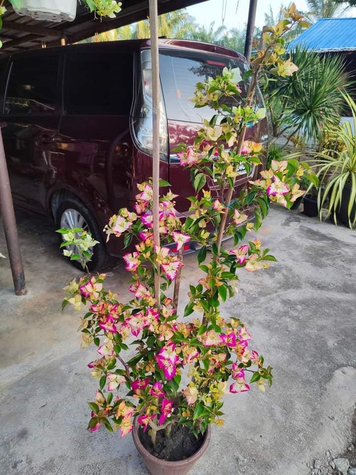 CÂY GIỐNG HOA GIẤY ĐẶC BIỆT - HOA GIẤY THÁI