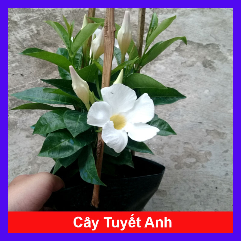 Cây Tuyết Anh (thân leo) huỳnh anh trắng - cây cảnh sân vườn