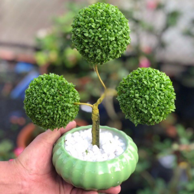 hạt giống cỏ may mắn gói 200 hạt