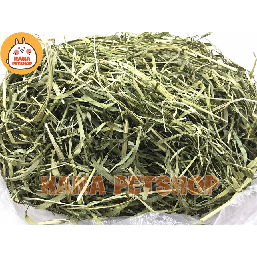 Cỏ Lúa Mì Nguyên Cây . Cỏ Lúa Mì Nguyên cọng Thức Ăn Cho Thỏ và Bọ