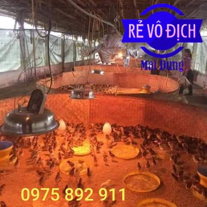 đèn úm cho gà , vịt  mới nở - siêu ấp