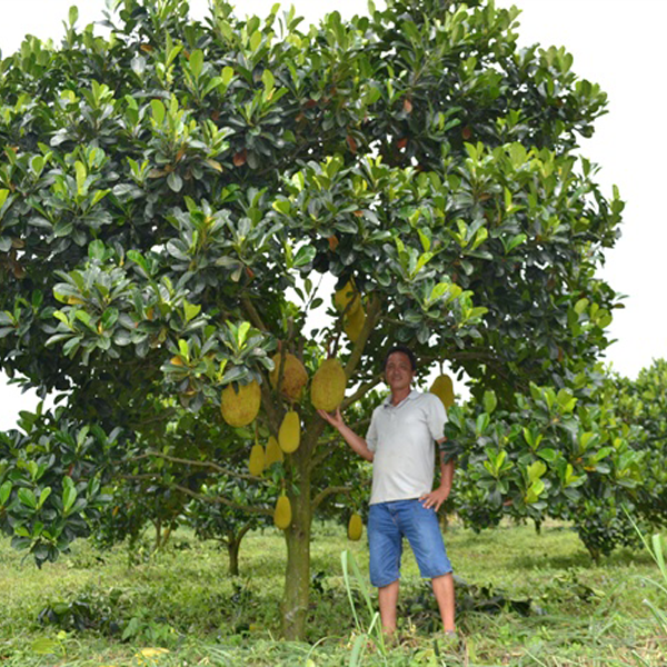 Cây mít Thái ruột đỏ ra quả sớm