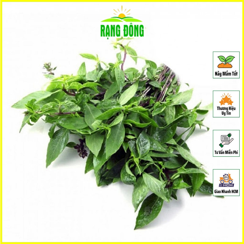 Hạt giống Rau Húng Quế Lá To Kháng Bệnh Tốt, Trồng Quanh Năm (gói 10 gram) - Hạt Giống Rạng Đông
