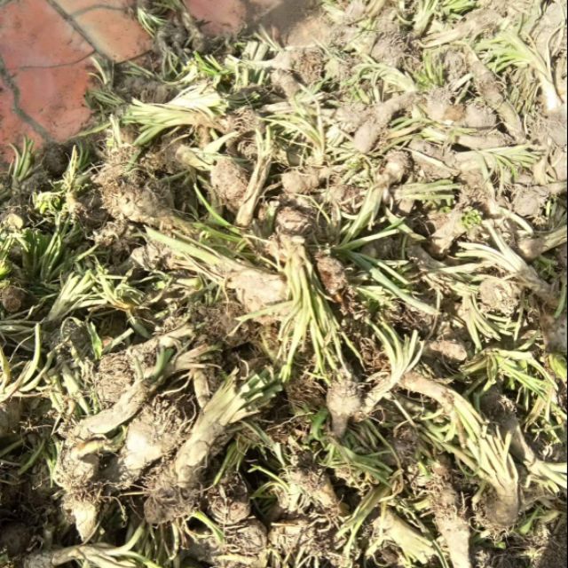 CỦ HOA GIỐNG HOA HUỆ TA TRẮNG THƠM (HOA DẠ LAI HƯƠNG)