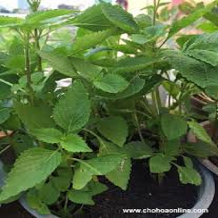 Chậu cây rau kinh giới - cây gia vị