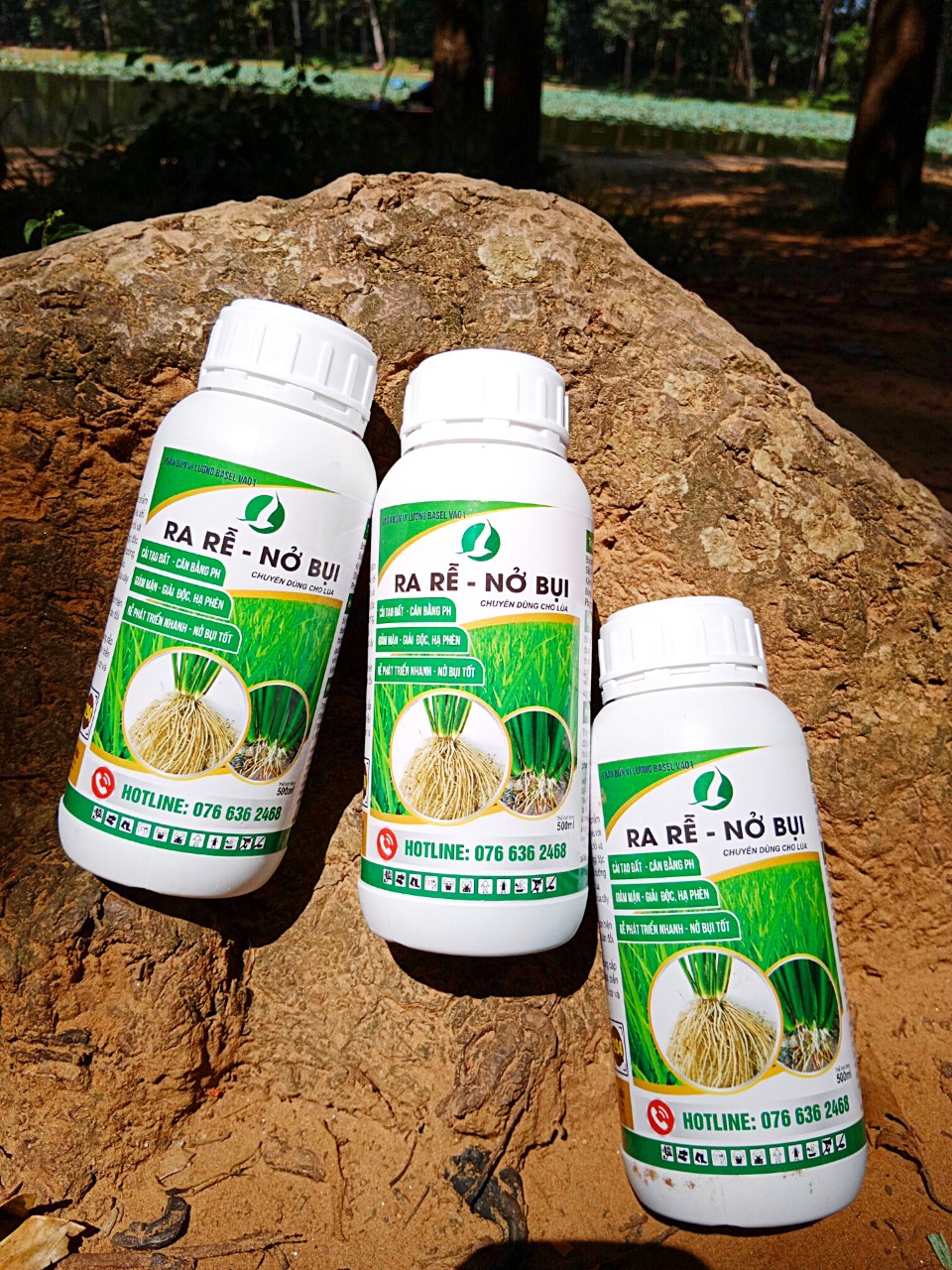ra rễ nở bụi lúa (chai 500ml) - nở bụi nhanh, mướt lá