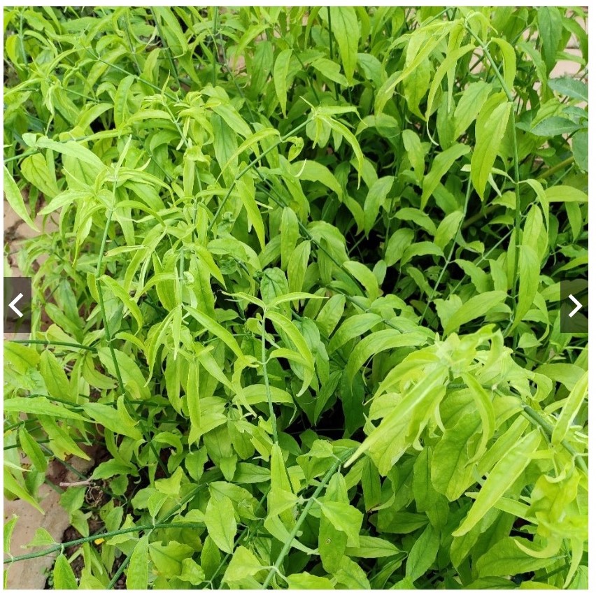 Cây Bìm Bịp (hay còn gọi là cây Xương Khỉ - Mảnh Cộng) Giống Chuẩn