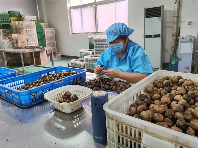 Tỏi đen cô đơn bóc vỏ [1kg/2 hộp 500g] - Đặc sản Sơn La