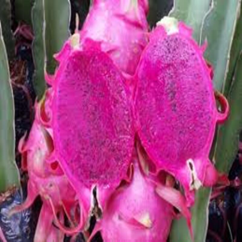 Cây giống tha nh lo ng ru ột đỏ. cây giống chuẩn cho năng suất cao