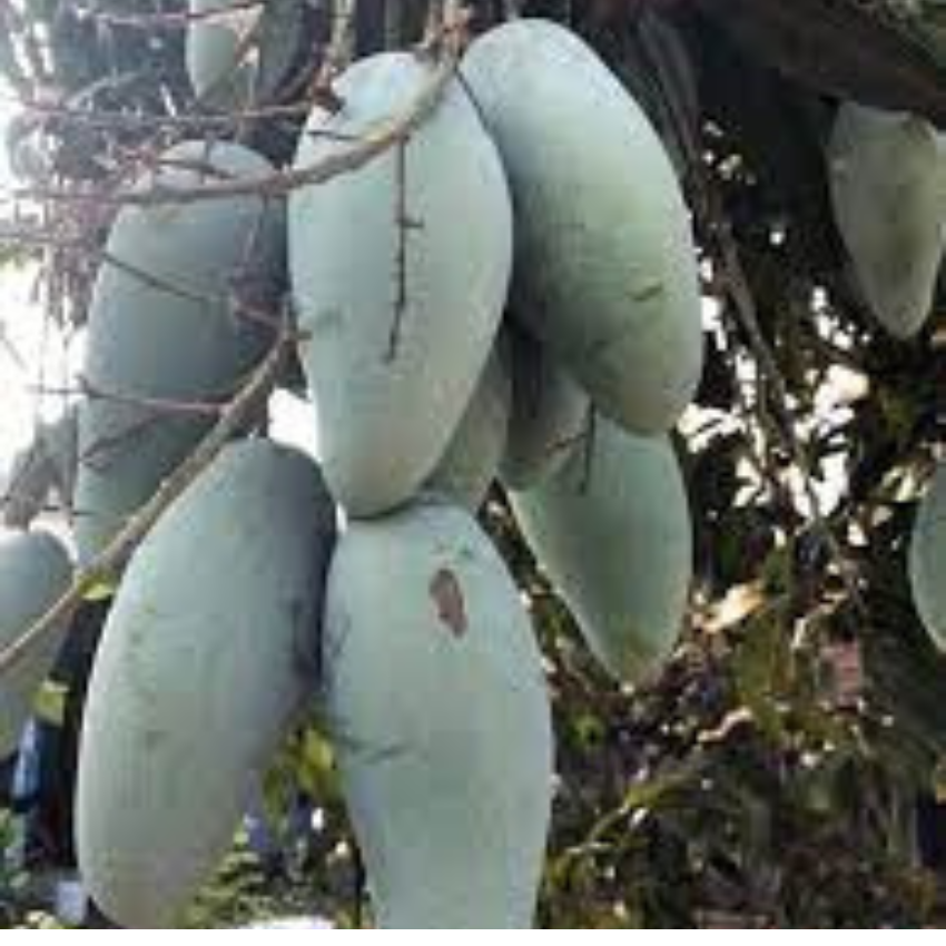 CÂY GIỐNG XOÀI THÁI HẠT LÉP CƠM DÀY