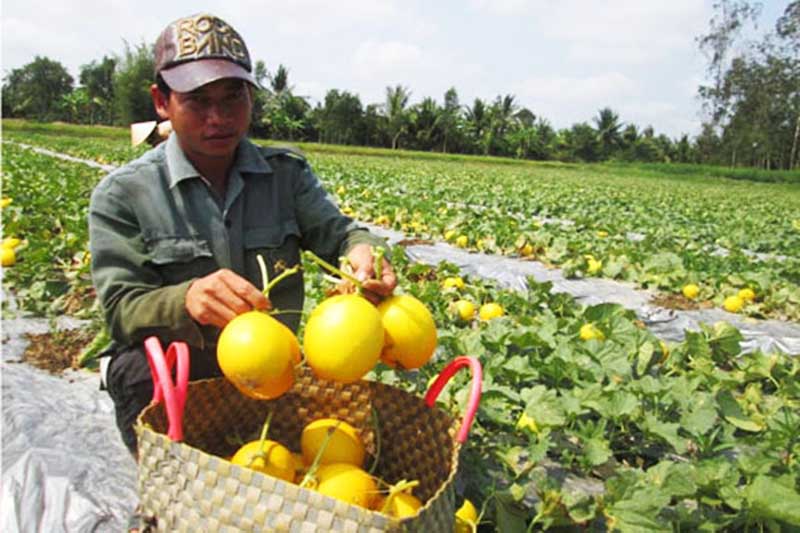 Hạt giống Dưa lê vỏ vàng kim cô nương (Gói 20 hạt)
