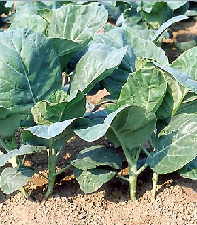 Túi 10 Gram Hạt Giống Rau Cải làn mập ( cải rỗ ) - VTNT