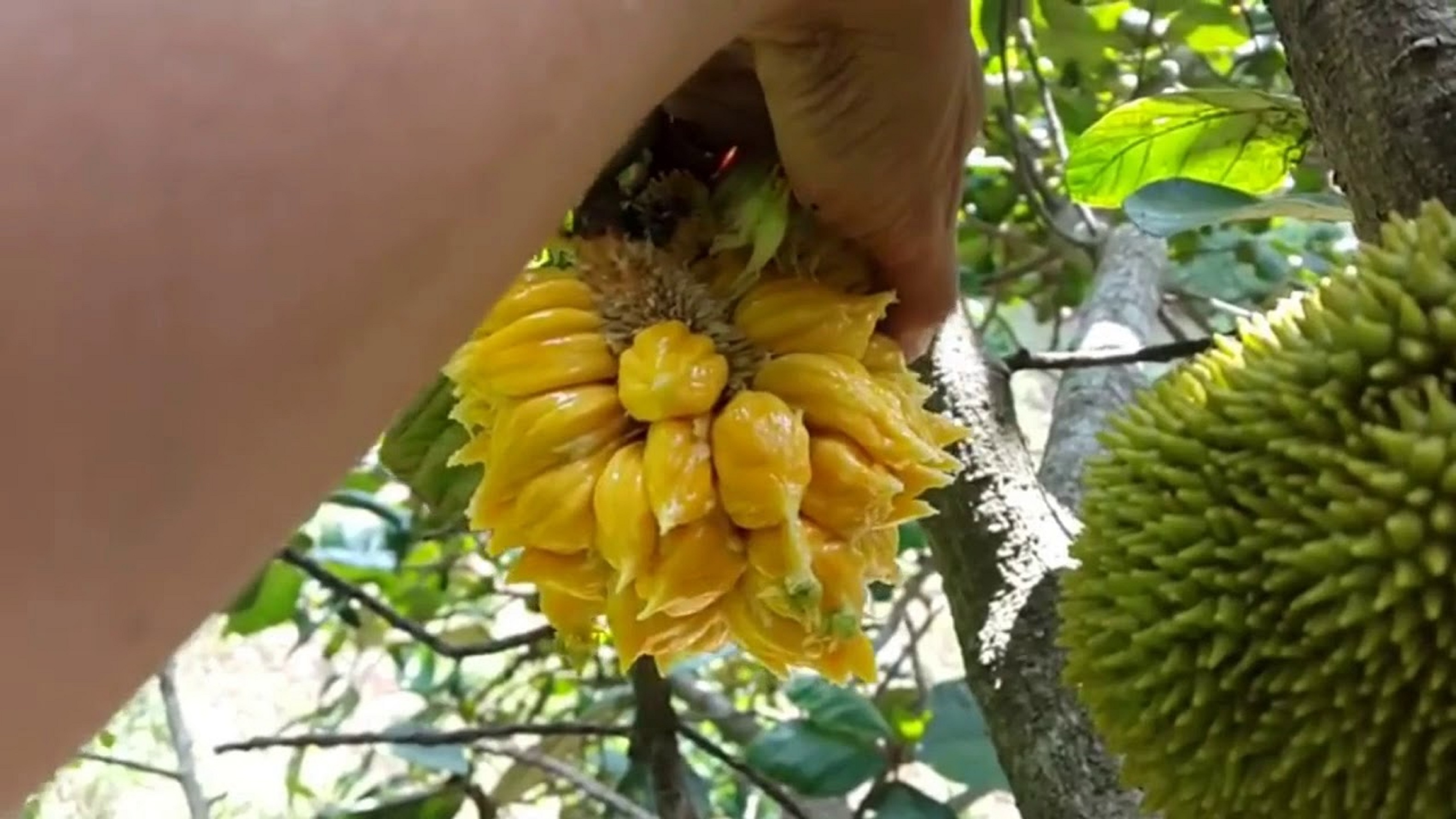 Cây Giống Mít mơ (cây ghép cành siêu trái có bảo hành)