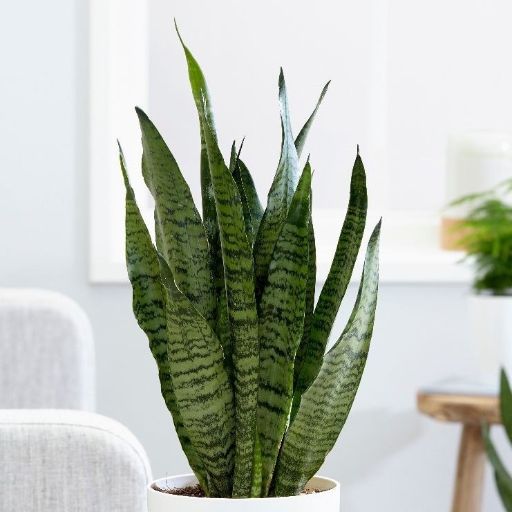 Lưỡi hổ xanh cao 50-60cm cây giống khỏe