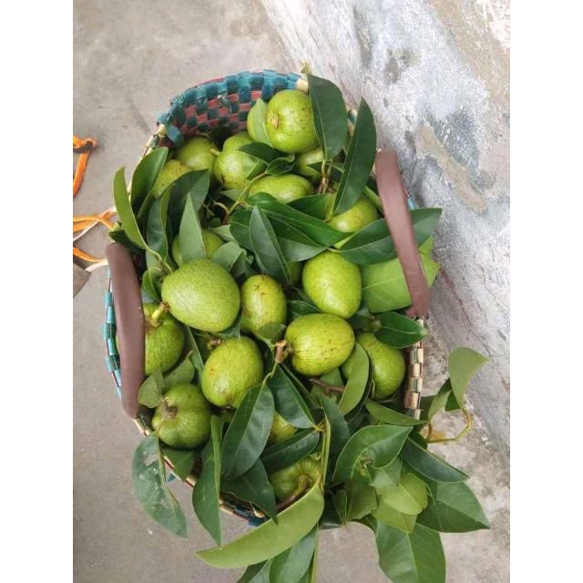 Quả bình bát khô