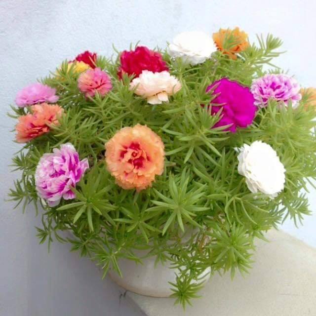 100 Hạt giống hoa 10h mỹ