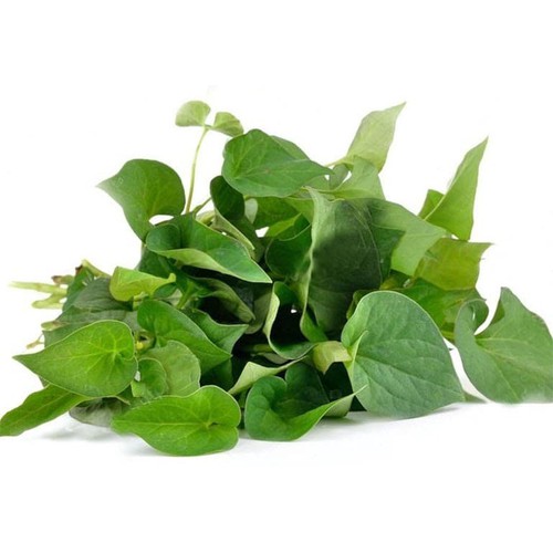 CÂY RAU DIẾP CÁ, CÂY RAU DIẾP CÁ - BẦU CÂY GIỐNG NHIỀU THÂN - CGRDCNBCG