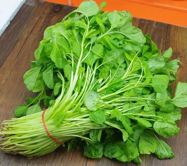 HẠT GIỐNG RAU DỀN CÁC LOẠI