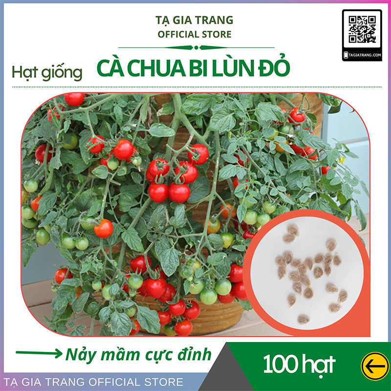 Hạt giống cà chua bi lùn đỏ (cà chua bonsai) - Shop hạt giống Tạ Gia Trang