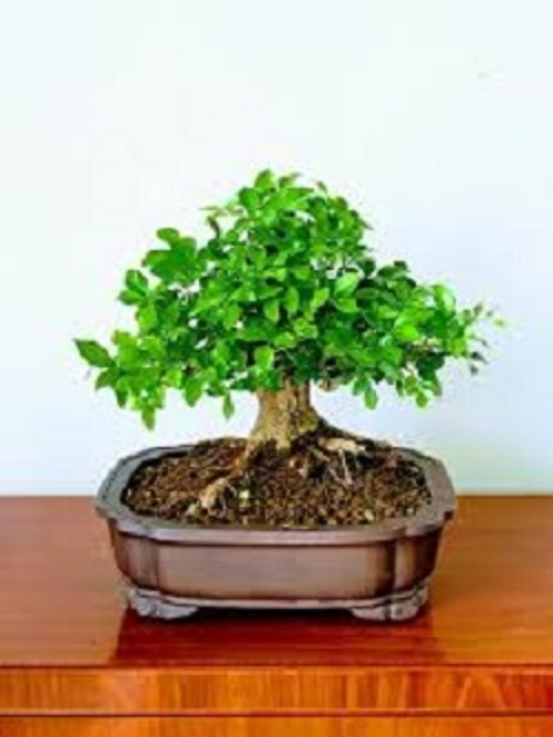 CHẬU CÂY NGUYỆT QUẾ LÙN BONSAI - CCNQLBS