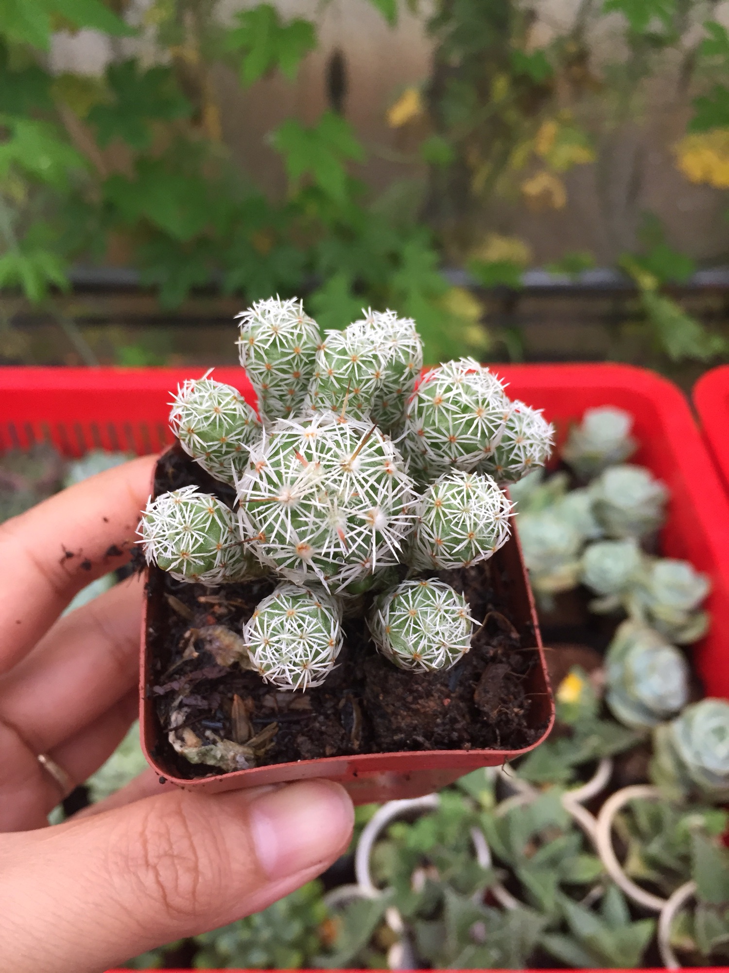 Xương Rồng Trứng Chim size bầu