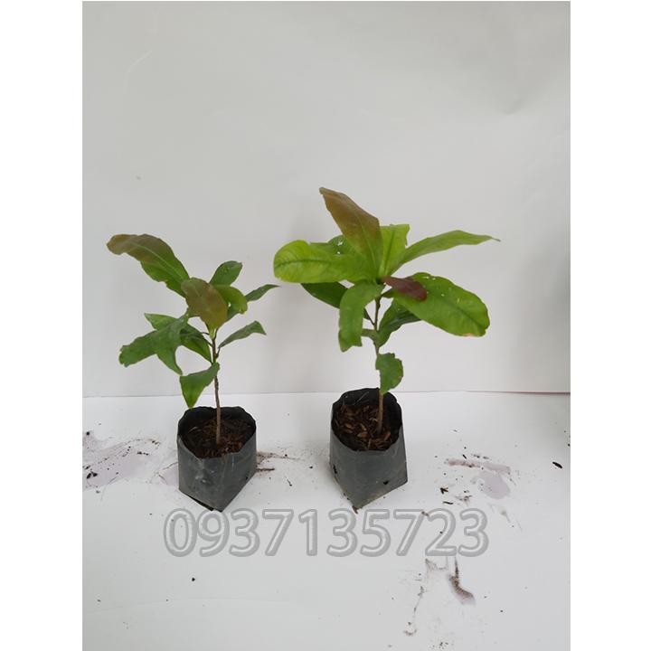 combo 5 cây mai giống cao từ  10-15cm