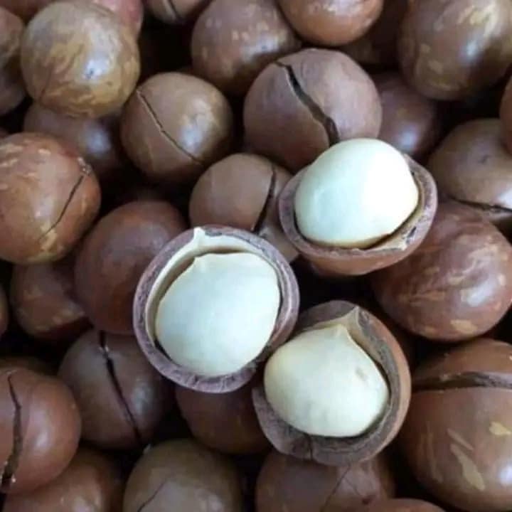 500 GRAM HẠT MACCA DAKLAK NỨT VỎ SẤY CHÍN