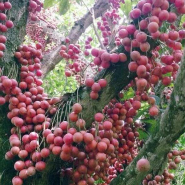 CÂY GIỐNG DÂU DA ĐẤT SIÊU QUẢ SIÊU NĂNG SUẤT- CAM KÊT GIỐNG CHUẨN F1