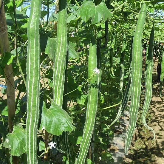 GÓI 2GR HẠT GIỐNG KHỔ QUA TÂY MƯỚP RẮN CAO SẢN