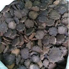Hạt quả gấc thuần cao sản