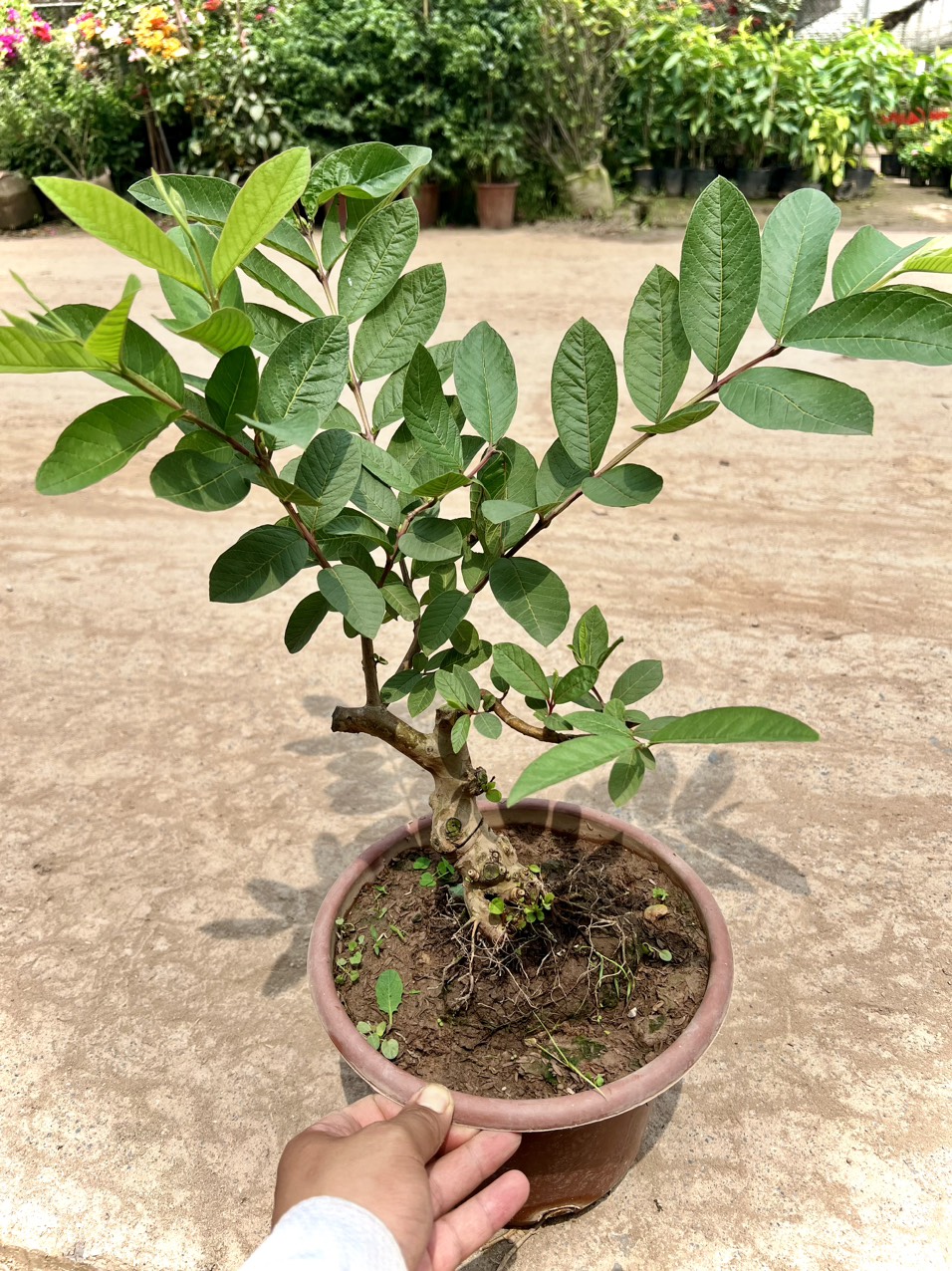 Cây ổi bonsai siêu trái