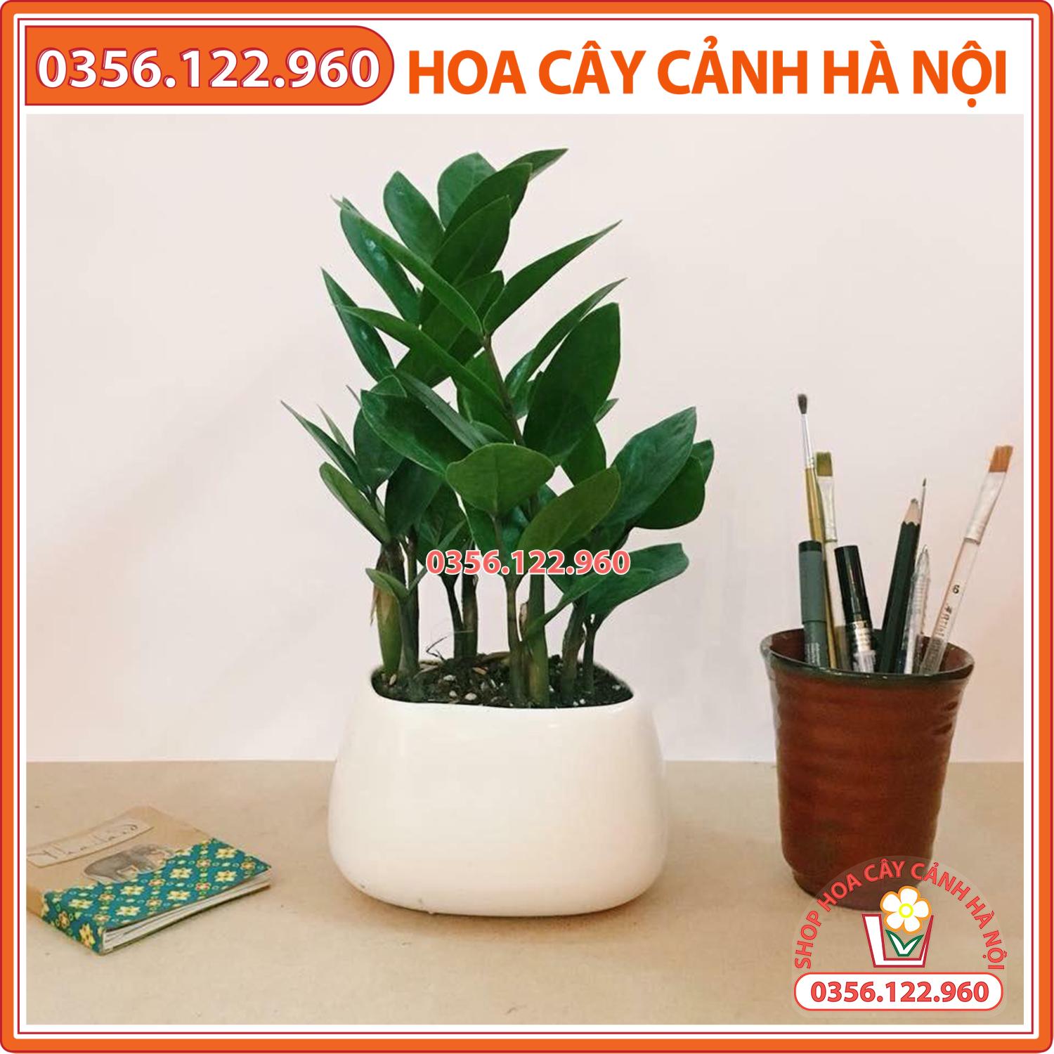 Chậu cây kim tiền để bàn (cả chậu sứ) - cây phong thủy để