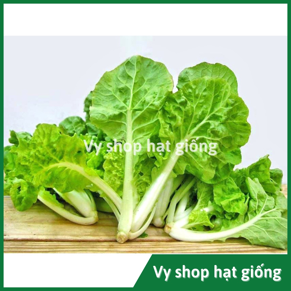 Hạt giống rau cải bẹ dúm (dún, dúng, nhúng) Thái Lan gói 2100 hạt