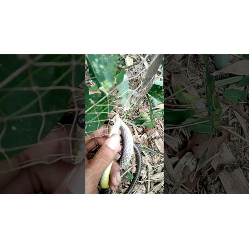 30 mét Lưới bẫy rắn Tàng Hình  mắt 8cm