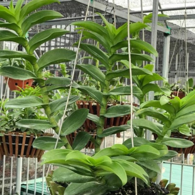 [LON 1Kg] TRICHODERMA HOA LAN Đối Kháng Nấm Bệnh - Bột Hòa Tan