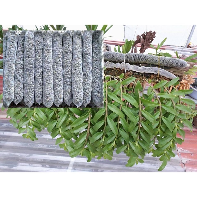 10 Túi Phân Dê Tan Chậm Dùng Cho Hoa & Cây Cảnh