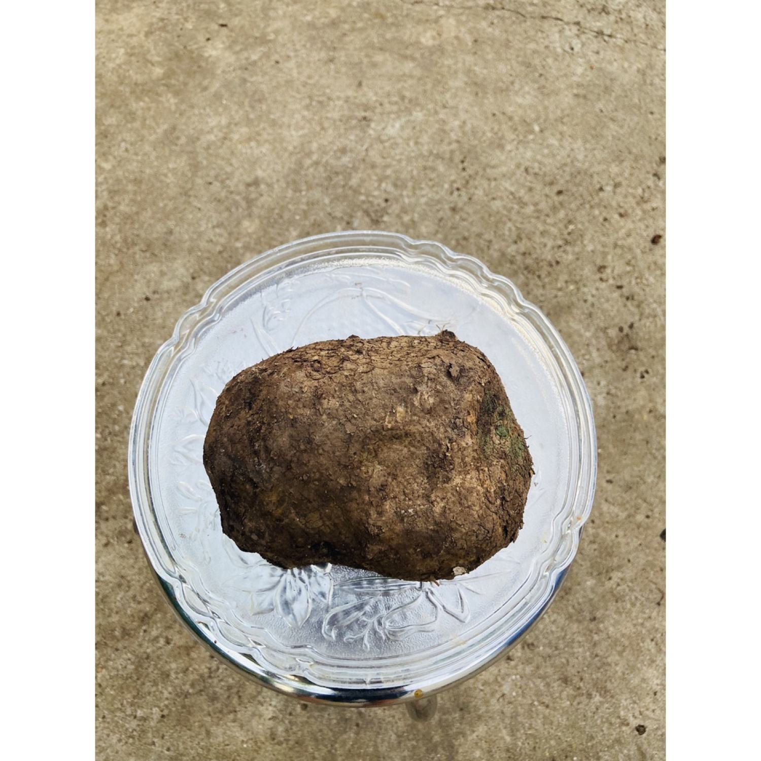 Củ bình vôi tươi nguyên củ 1kg