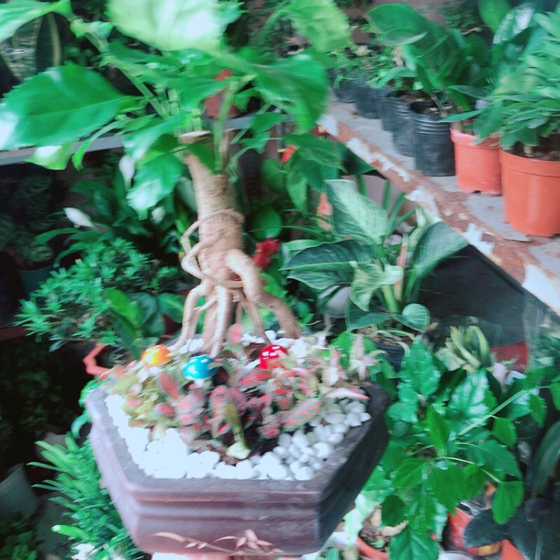 [HCM]Chậu Cây Hạnh Phúc Bonsai (chậu gốm)