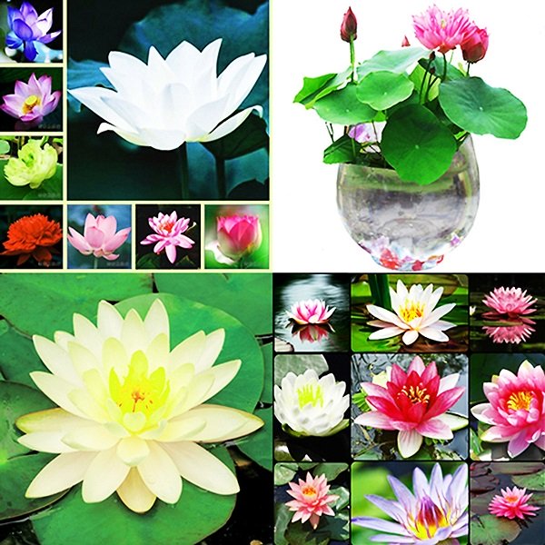 Hạt Giống Hoa Sen Mini Nhật Bản