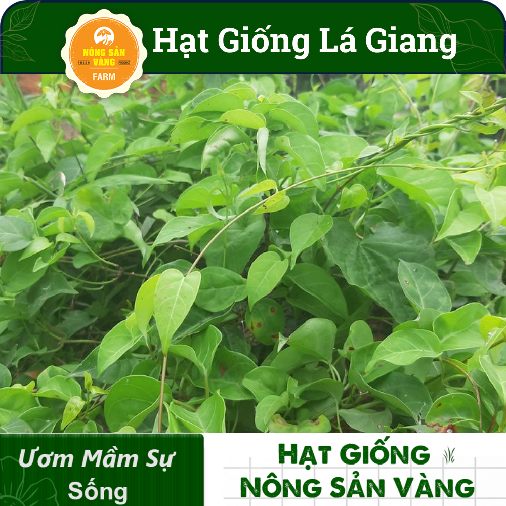 Hạt Giống Dây Giang (Lá Giang) Nảy Mầm Tốt, Phát Triển Mạnh (Gói 10 Hạt) - Nông Sản Vàng